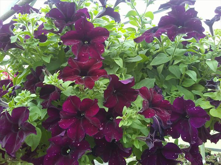 Sue's Flower & Garden Center Greenhouse Manchester, IA