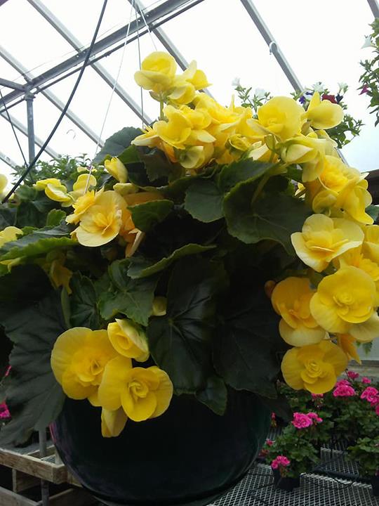 Sue's Flower & Garden Center Greenhouse Manchester, IA