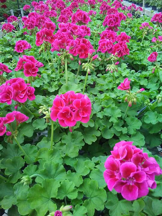 Sue's Flower & Garden Center Greenhouse Manchester, IA