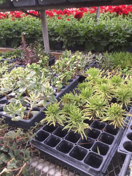 Sue's Flower & Garden Center Greenhouse Manchester, IA